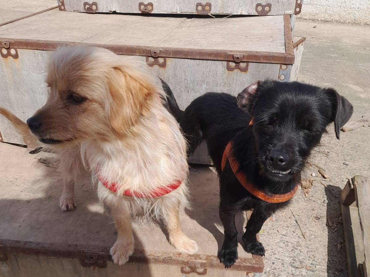 Vuoi adottare un cane a Bologna?