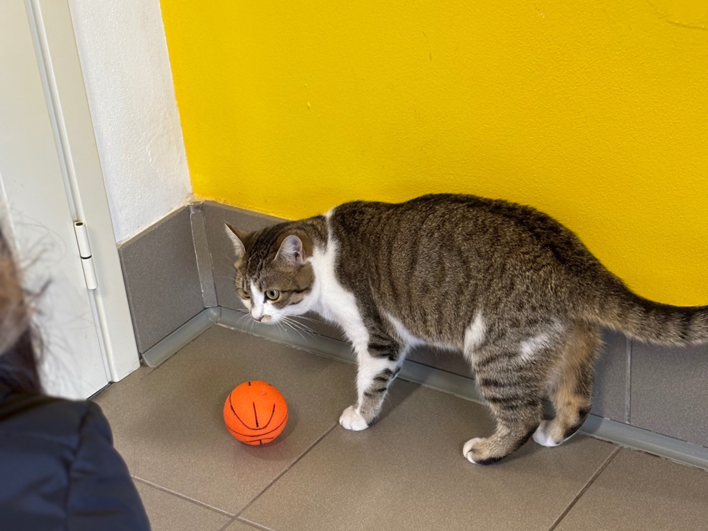 Adozione gatto, femmina, Razza sconosciuta Razza sconosciuta, 7 mesi, taglia non valida, Brescia