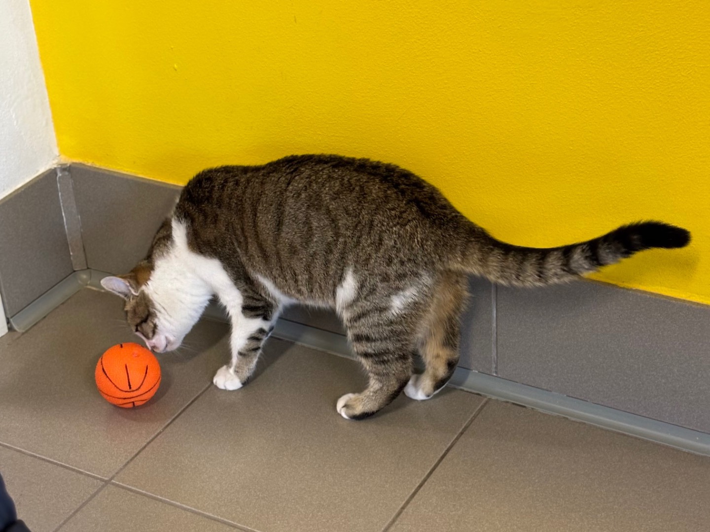 Adotta un gatto, femmina, 7 mesi, Brescia