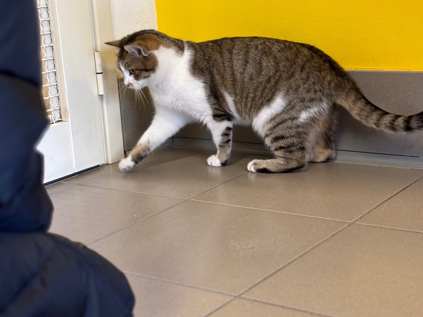 Adotta un gatto, taglia non valida, femmina, Brescia