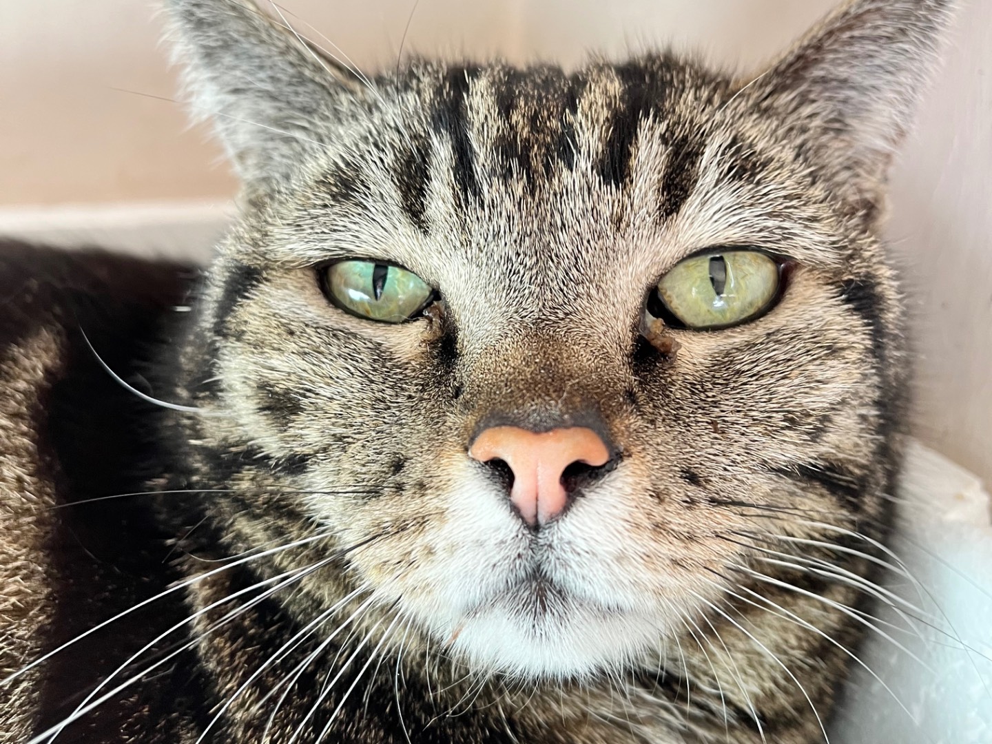 Adozione gatto, femmina, Razza sconosciuta Razza sconosciuta, 6 anni e 6 mesi, taglia non valida, Padova