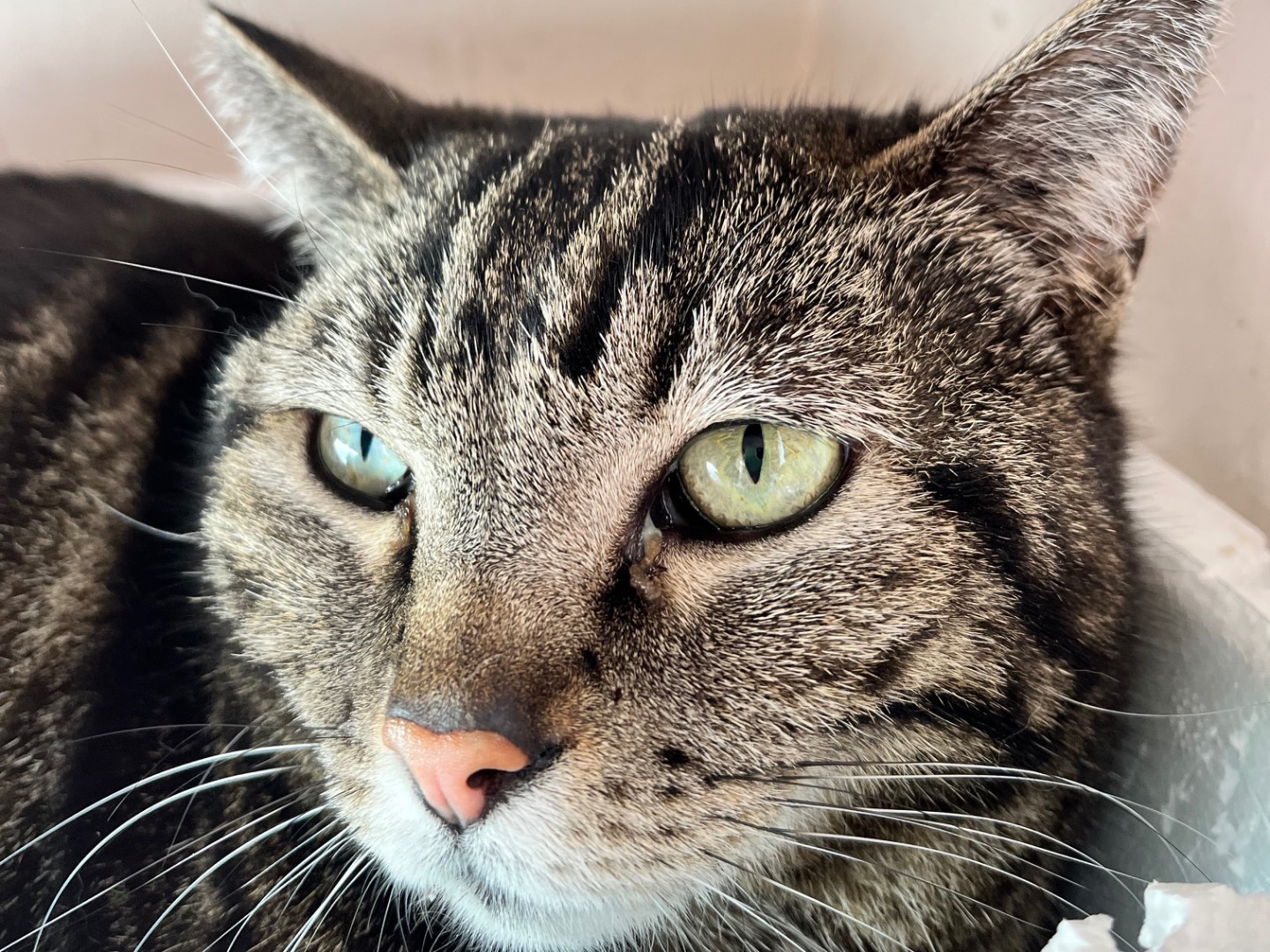 Adotta un gatto, femmina, 6 anni e 6 mesi, Padova