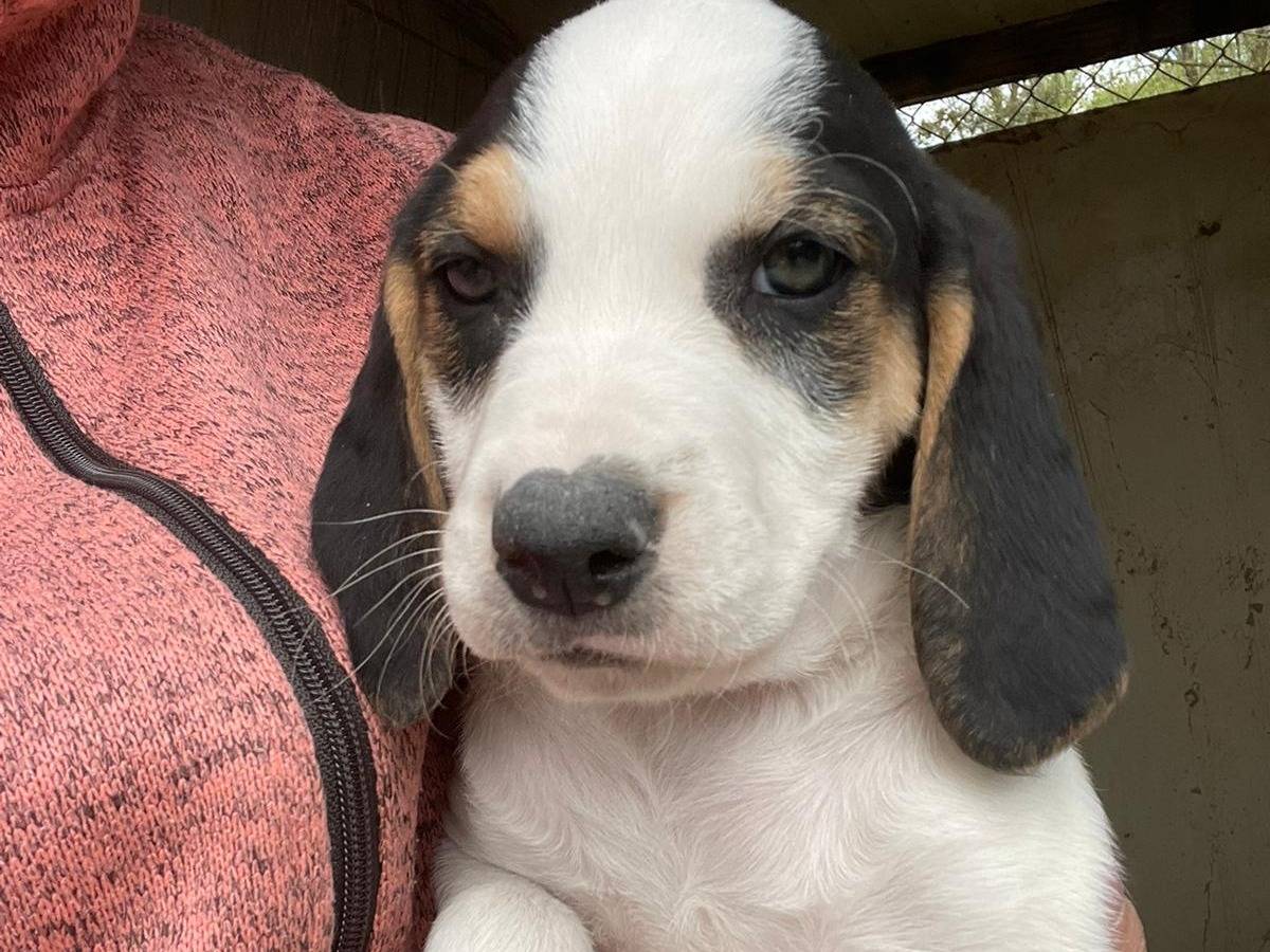 Adozione cane, femmina, Segugio Razza sconosciuta, 1 mesi, taglia media, Frosinone