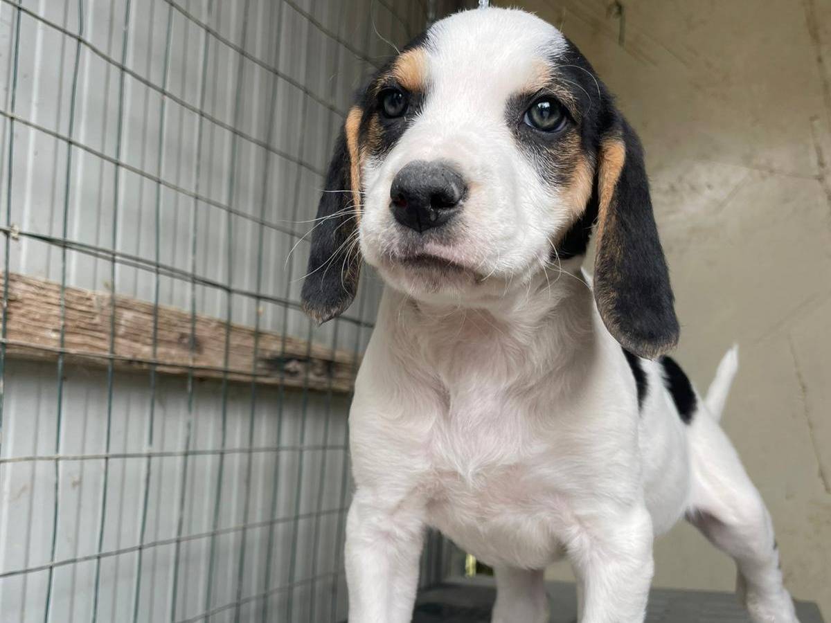 Adotta un cane, femmina, 1 mesi, Frosinone