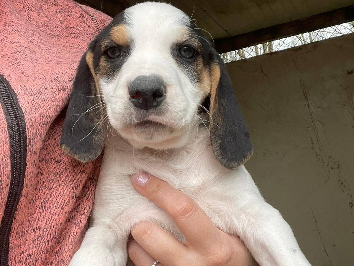 Adotta un cane, taglia media, femmina, Frosinone