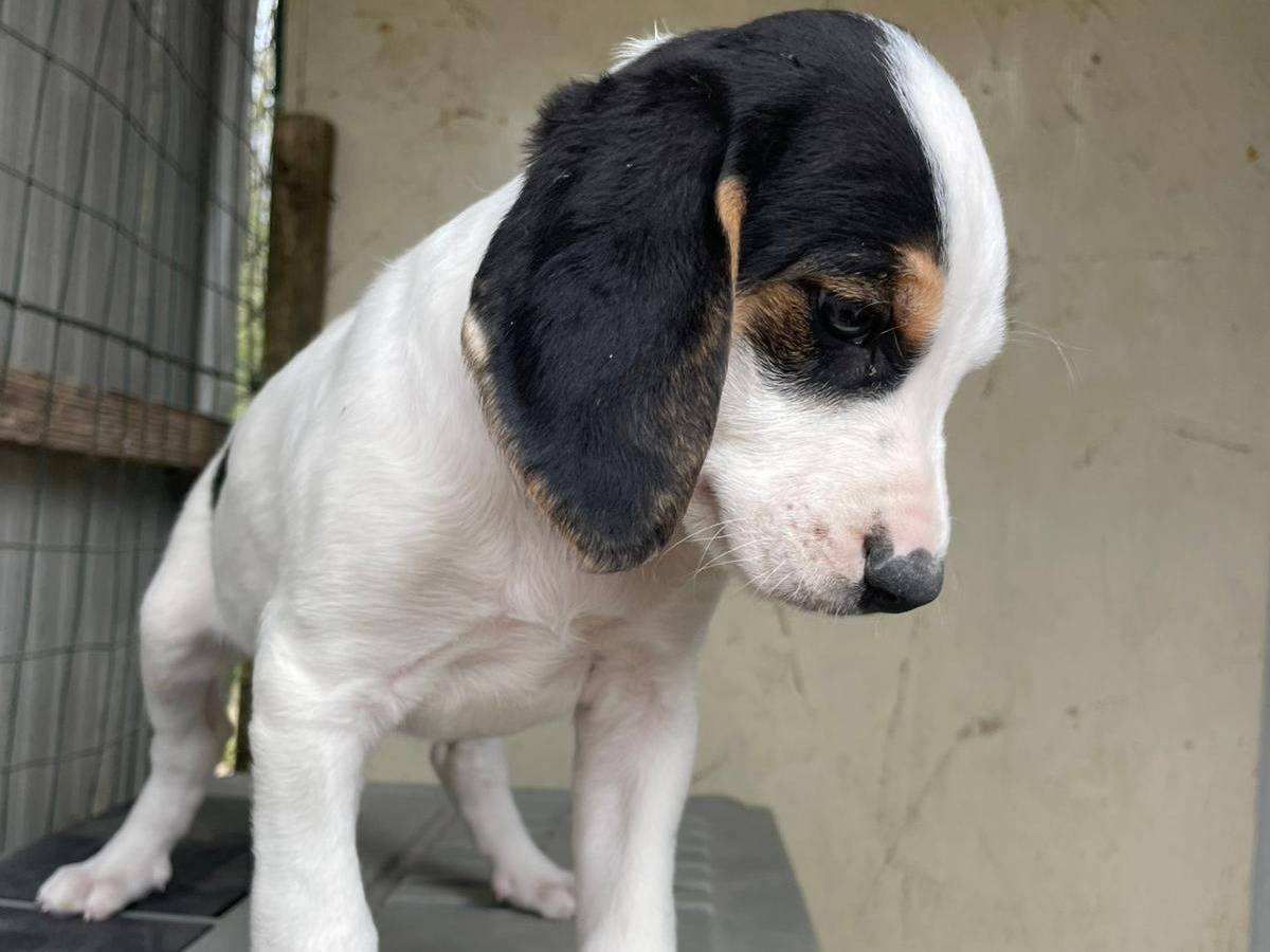 Vuoi adottare un cane a Frosinone?