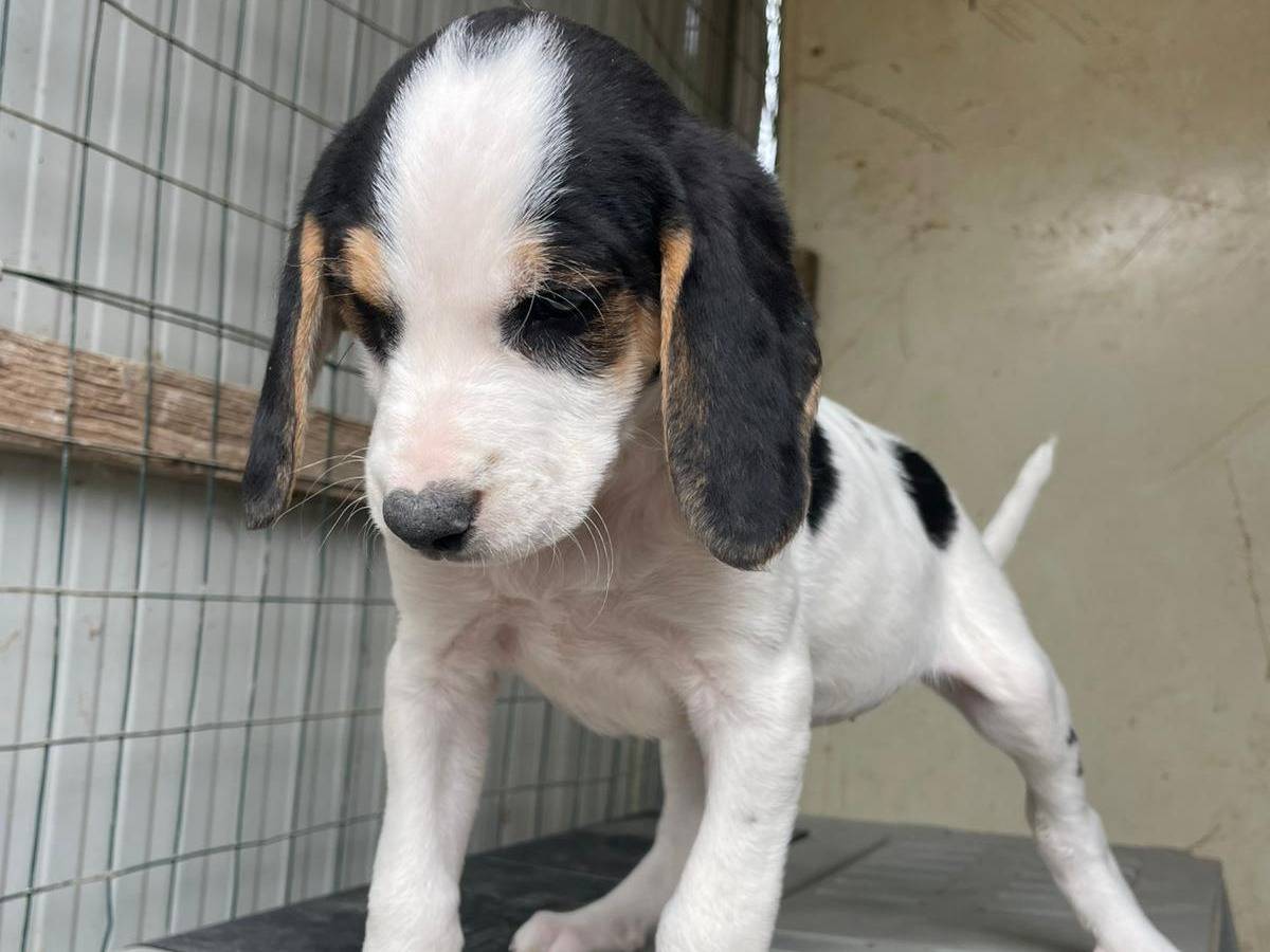 Adotta il cane SELENE a Frosinone