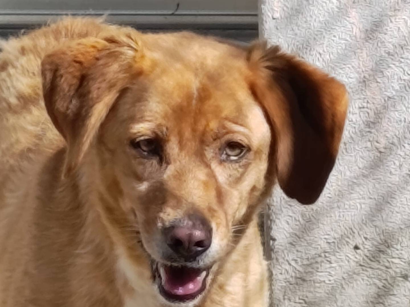 Adozione cane, femmina, Razza sconosciuta Razza sconosciuta, 8 anni e 5 mesi, taglia grande, Avellino