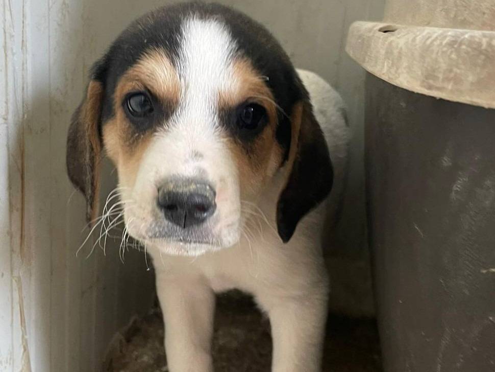 Adozione cane, maschio, Segugio Razza sconosciuta, 1 mesi, taglia media, Frosinone