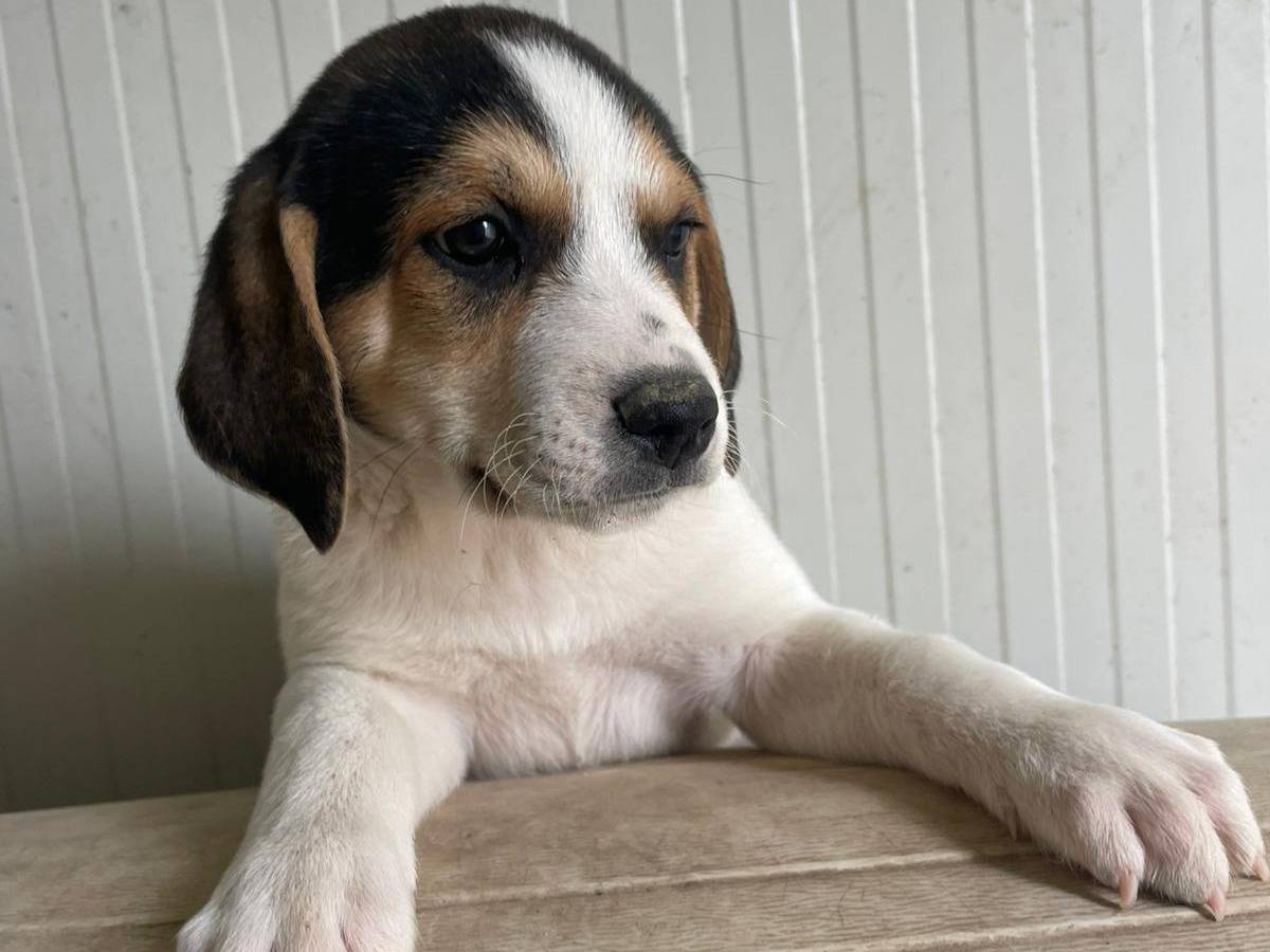 Adotta un cane, maschio, 1 mesi, Frosinone