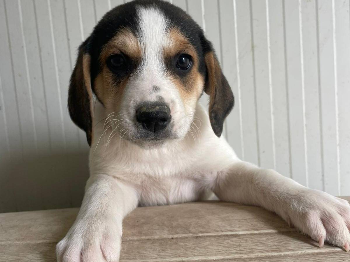 Adotta un cane, taglia media, maschio, Frosinone