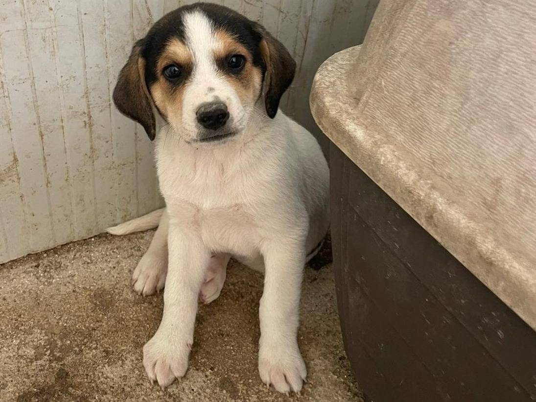 Vuoi adottare un cane a Frosinone?