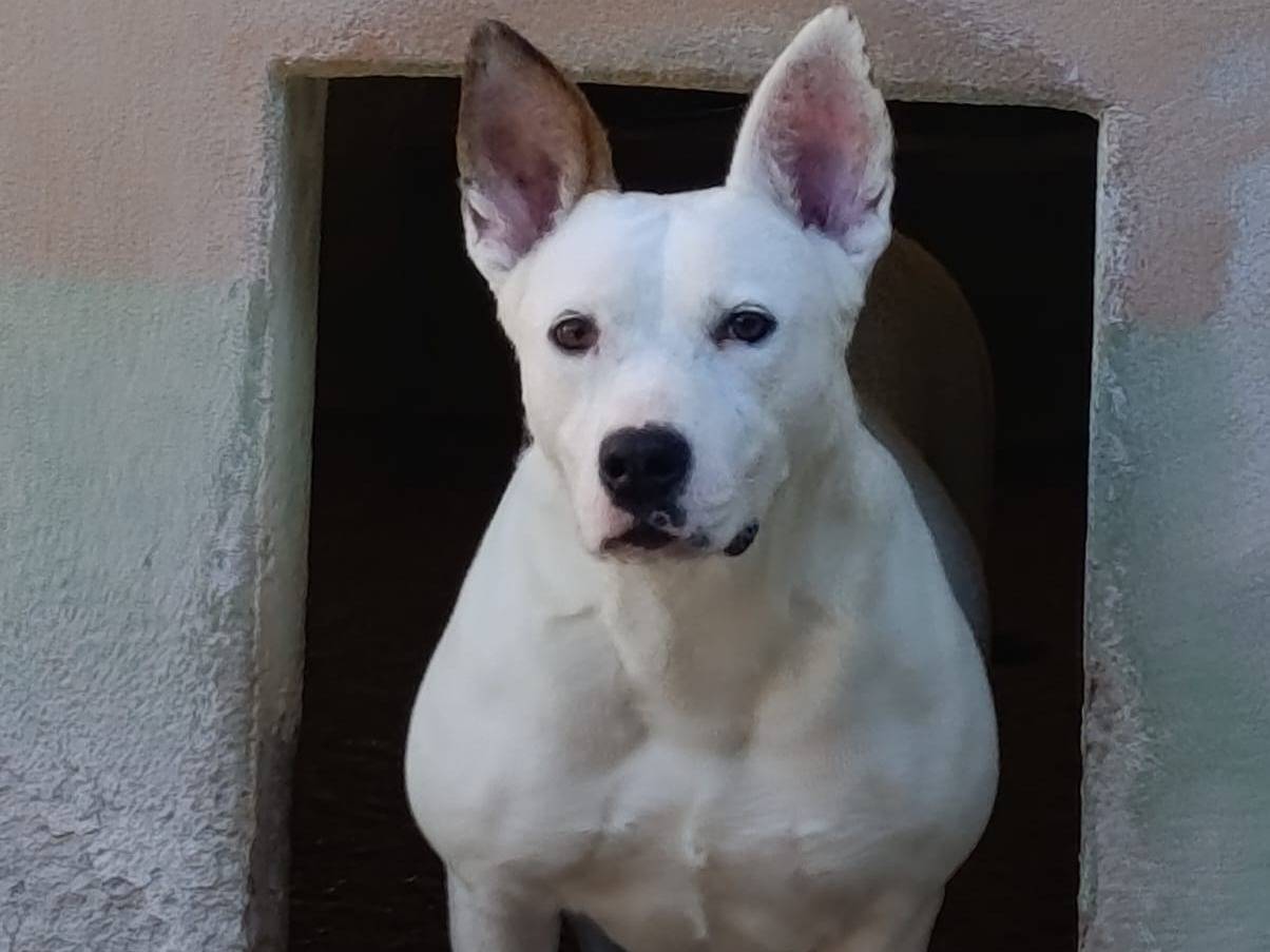 Adozione cane, femmina, Razza sconosciuta Razza sconosciuta, 2 anni e 9 mesi, taglia grande, Avellino