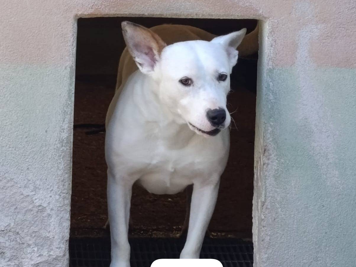 Adotta un cane, femmina, 2 anni e 9 mesi, Avellino