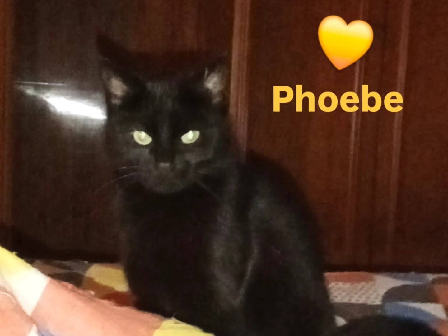 Adozione gatto, femmina, Razza sconosciuta Razza sconosciuta, 7 mesi, taglia non valida, Chieti