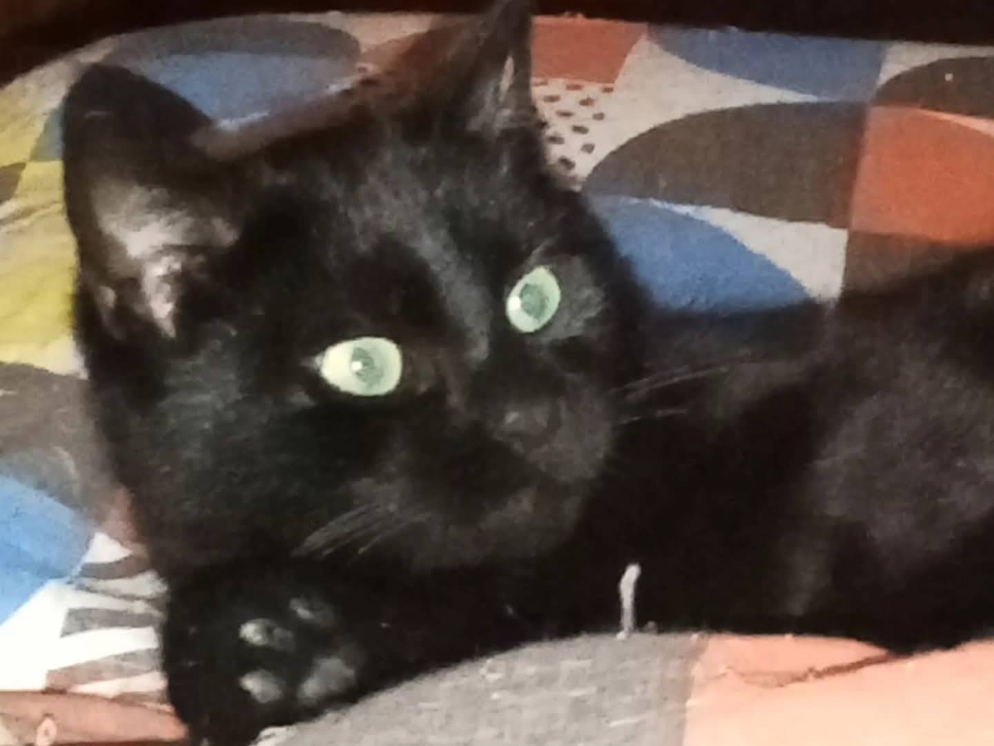 Adotta un gatto, femmina, 7 mesi, Chieti