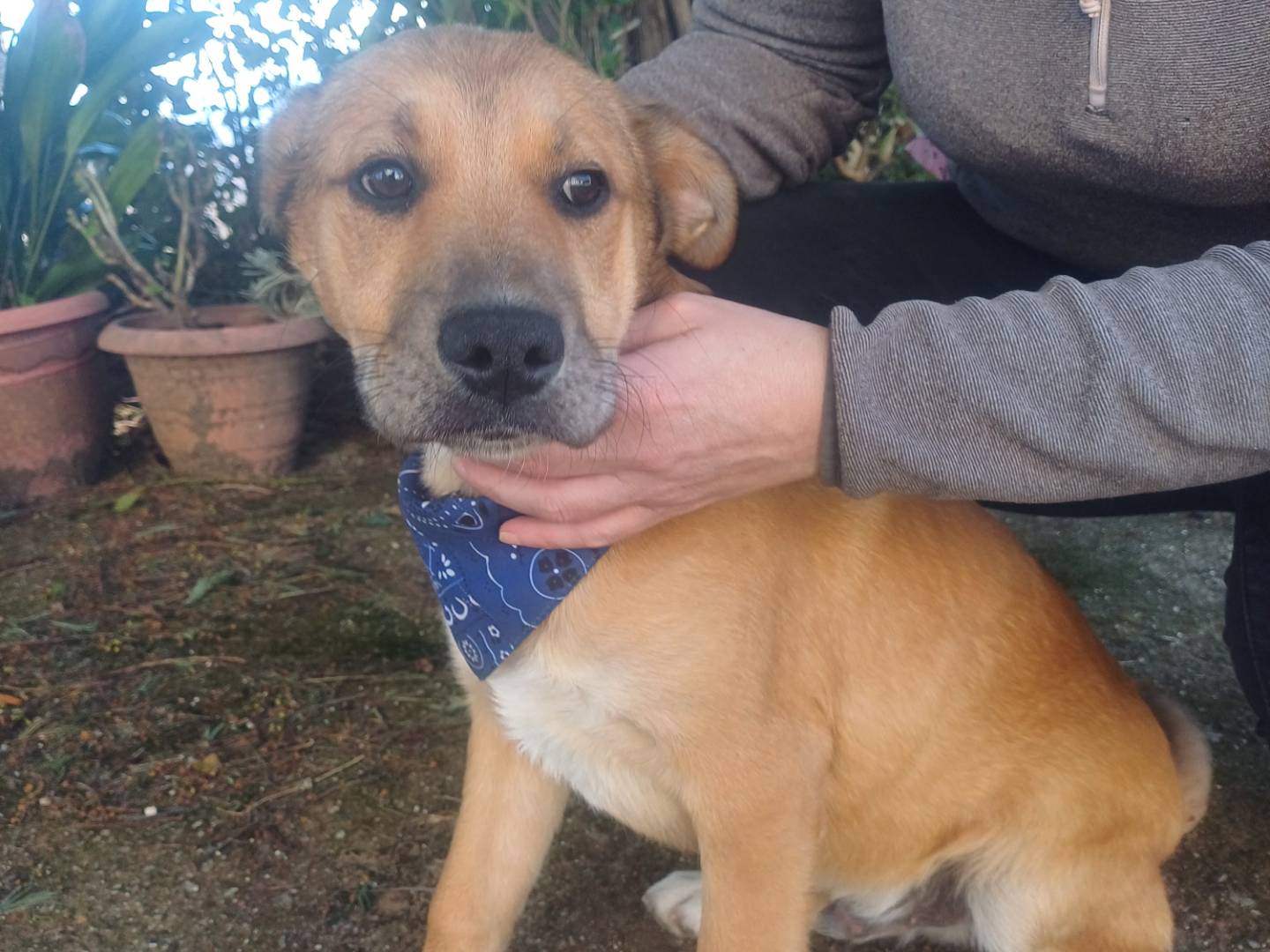 Adozione cane, maschio, Razza sconosciuta Razza sconosciuta, 4 mesi, taglia piccola, Cuneo