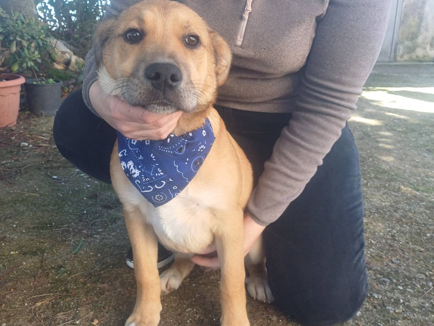 Adotta un cane, maschio, 4 mesi, Cuneo