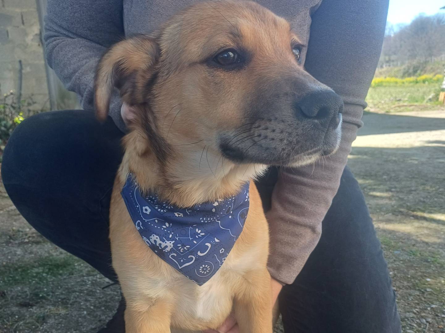 Adotta un cane, taglia piccola, maschio, Cuneo