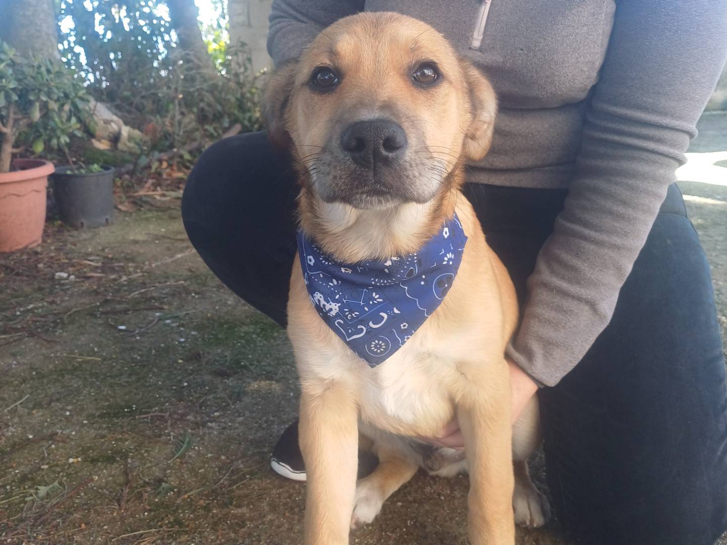 Vuoi adottare un cane a Cuneo?