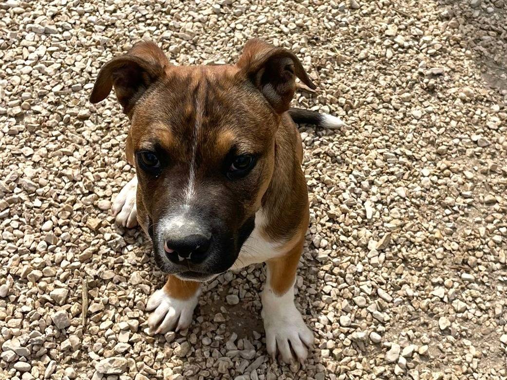 Adotta un cane, maschio, 4 mesi, Frosinone