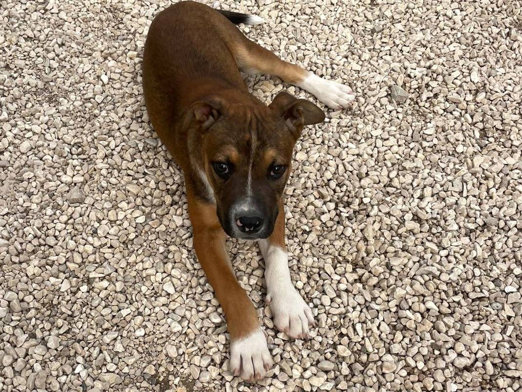 Adotta un cane, taglia media, maschio, Frosinone