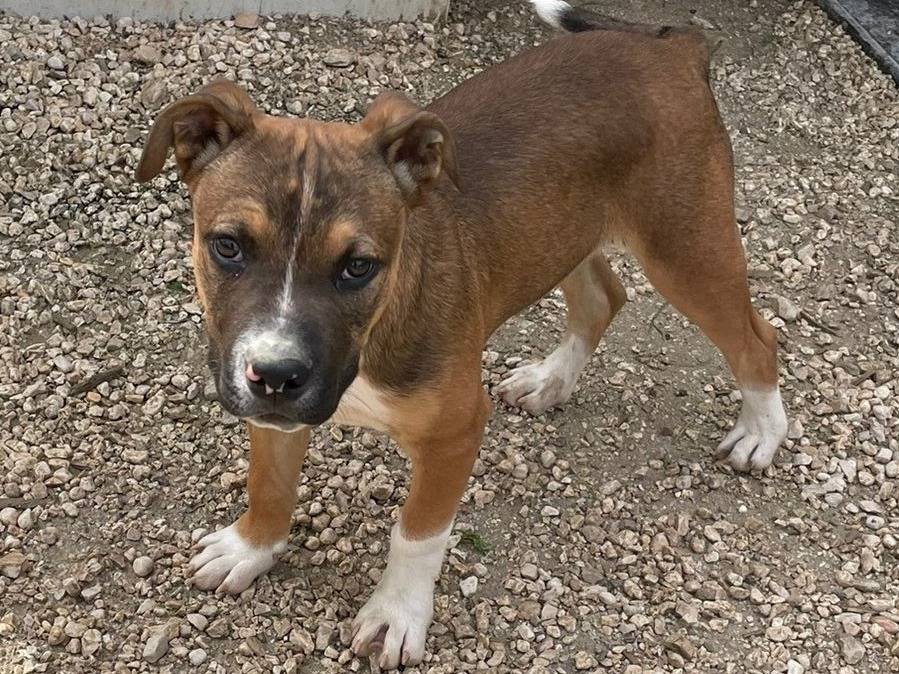 Vuoi adottare un cane a Frosinone?