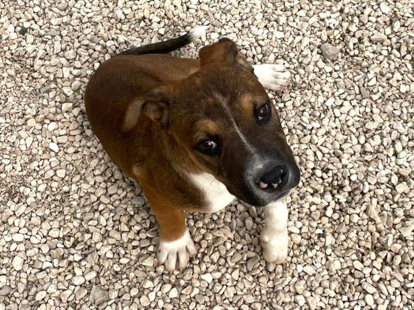 Adotta il cane CHOCO a Frosinone