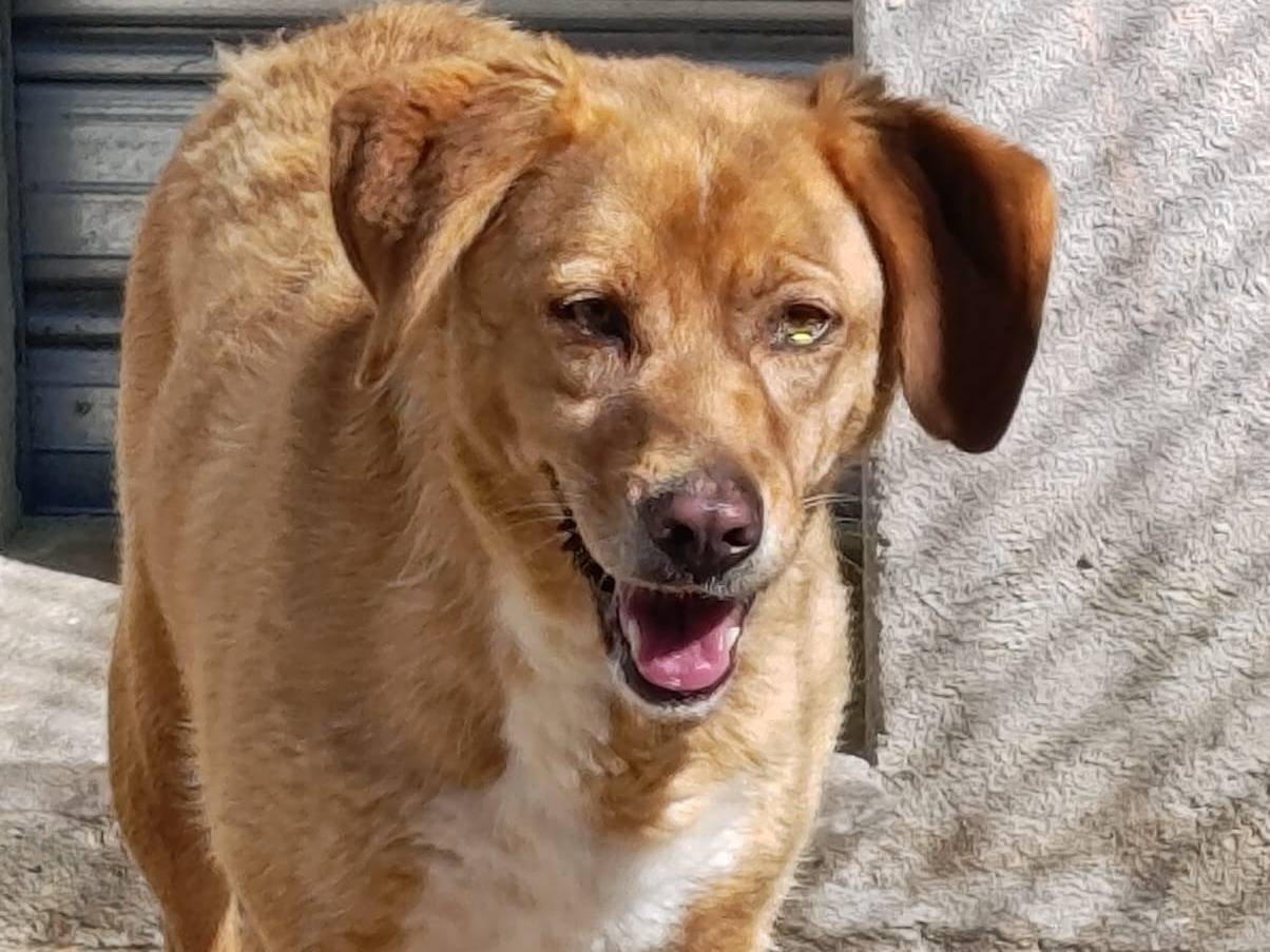 Adotta un cane, femmina, 8 anni e 7 mesi, Avellino