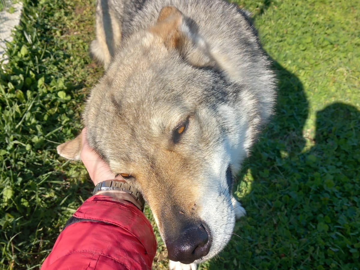 Vuoi adottare un cane a Roma?