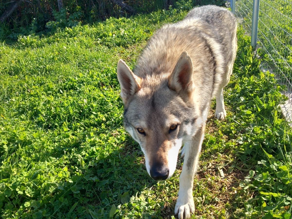 Adotta il cane Will  a Roma