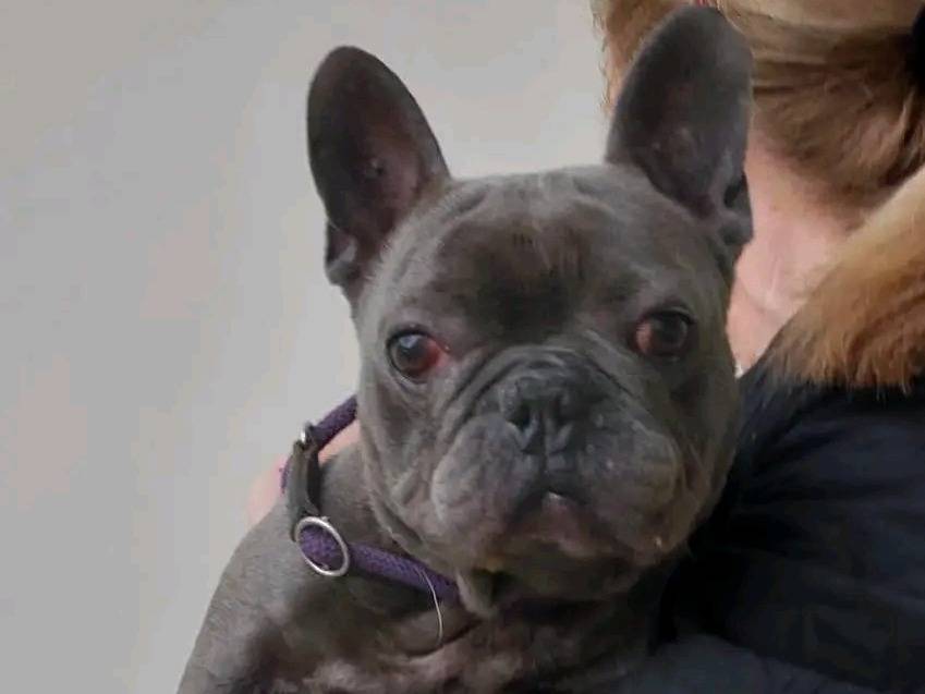 Adozione cane, maschio, Bulldog francese Razza sconosciuta, 4 anni, taglia piccola, Cremona