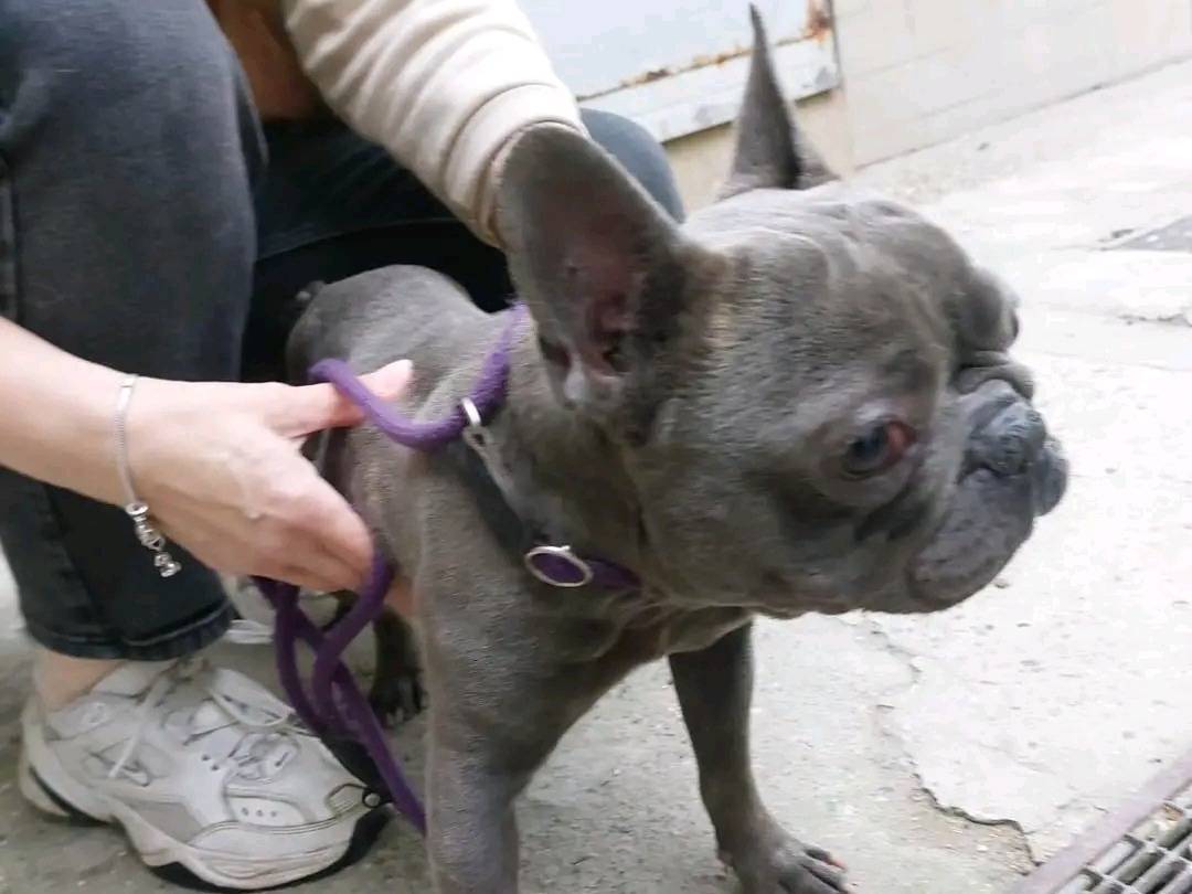 Adotta un cane, maschio, 4 anni, Cremona