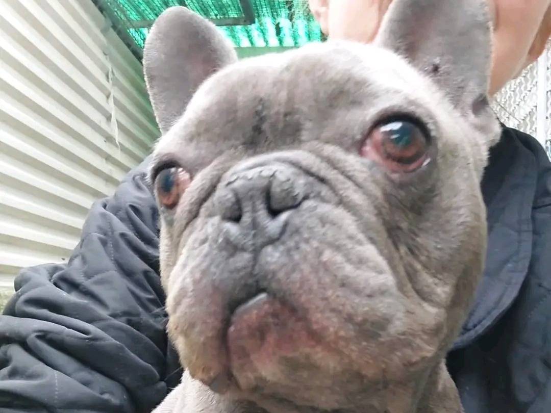 Adotta un cane, taglia piccola, maschio, Cremona