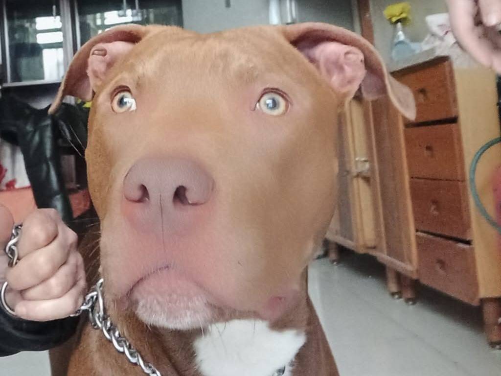 Adozione cane, maschio, Pitbull Razza sconosciuta, 2 anni e 2 mesi, taglia media, Caserta