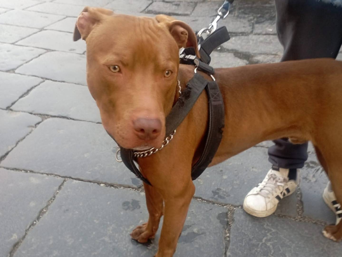 Adotta un cane, maschio, 2 anni e 2 mesi, Caserta