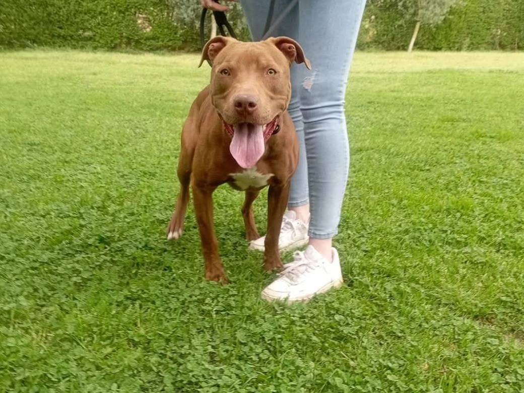 Adotta un cane, taglia media, maschio, Caserta