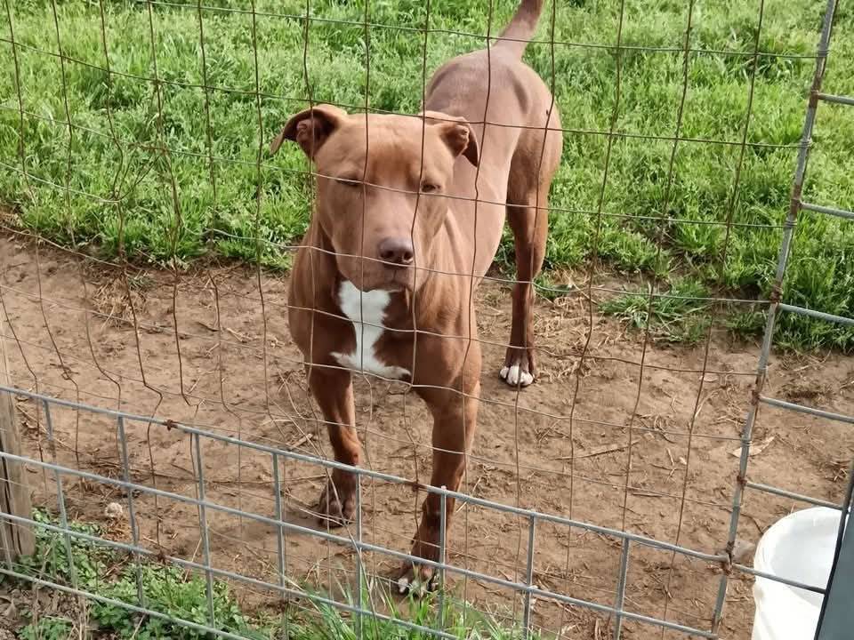 Vuoi adottare un cane a Caserta?
