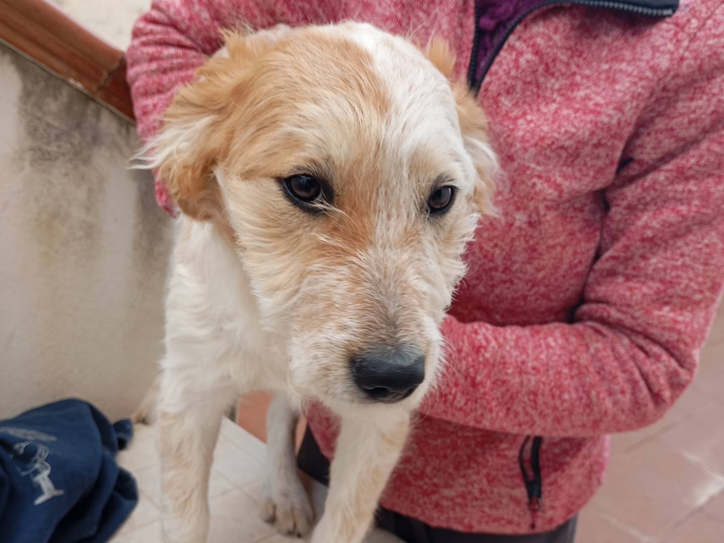Adozione cane, maschio, Razza sconosciuta Razza sconosciuta, 5 mesi, taglia media, Vibo