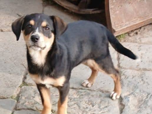 Adozione cane, femmina, Razza sconosciuta Razza sconosciuta, 2 mesi, taglia media, Caserta