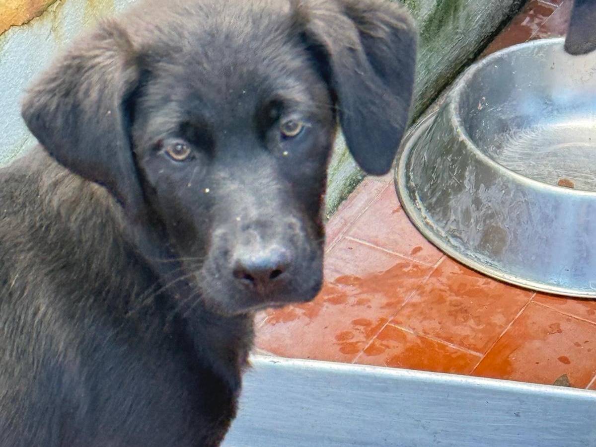 Adotta il cane Leonard a Trapani