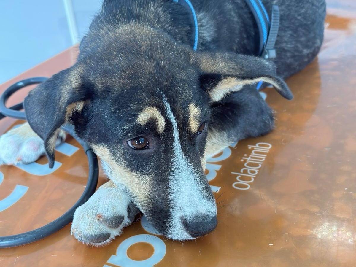 Adotta un cane, femmina, 4 mesi, Trapani