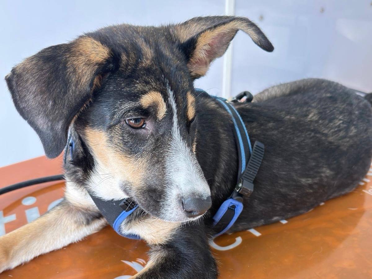 Adotta un cane, taglia media, femmina, Trapani