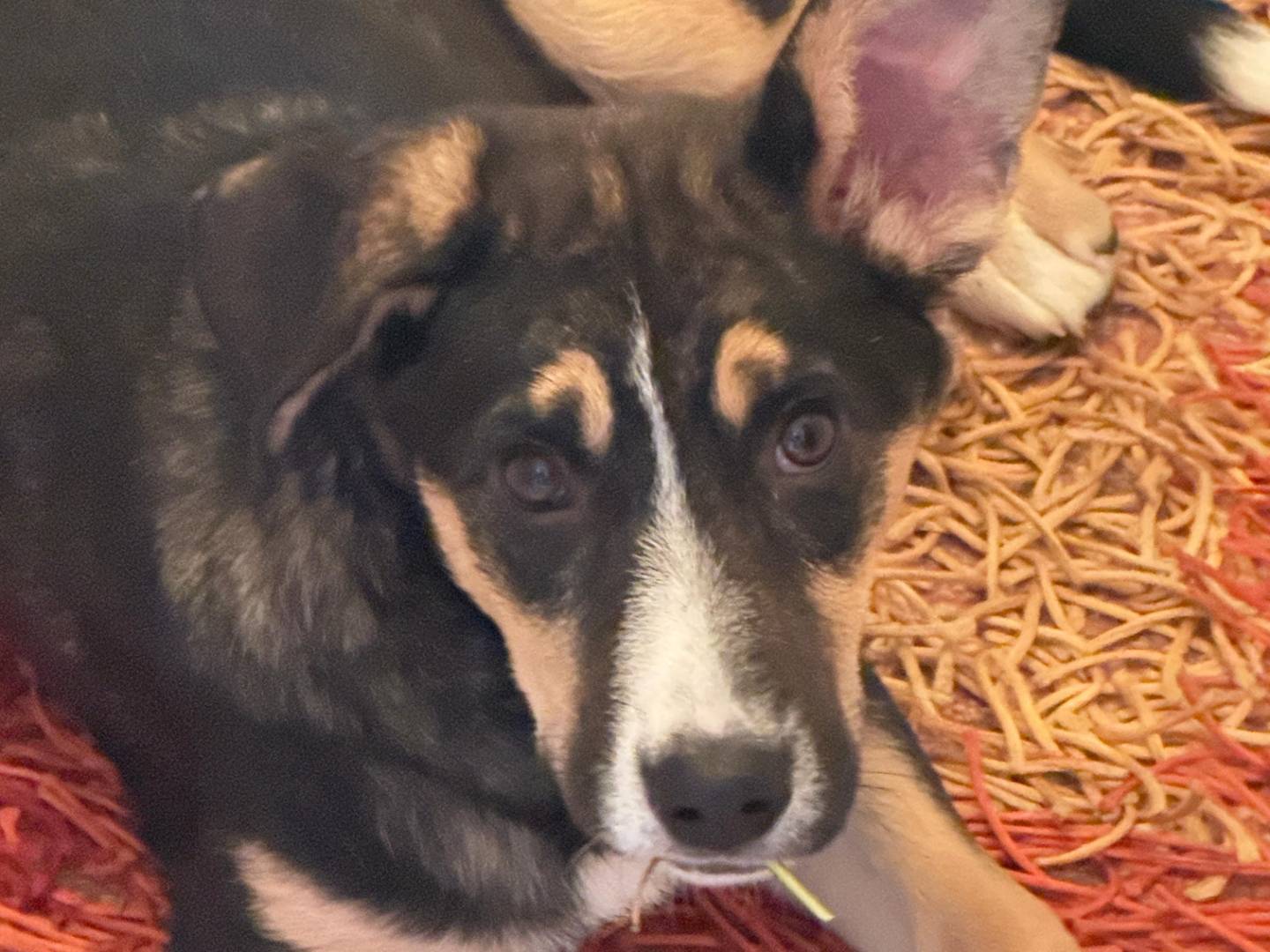 Vuoi adottare un cane a Trapani?