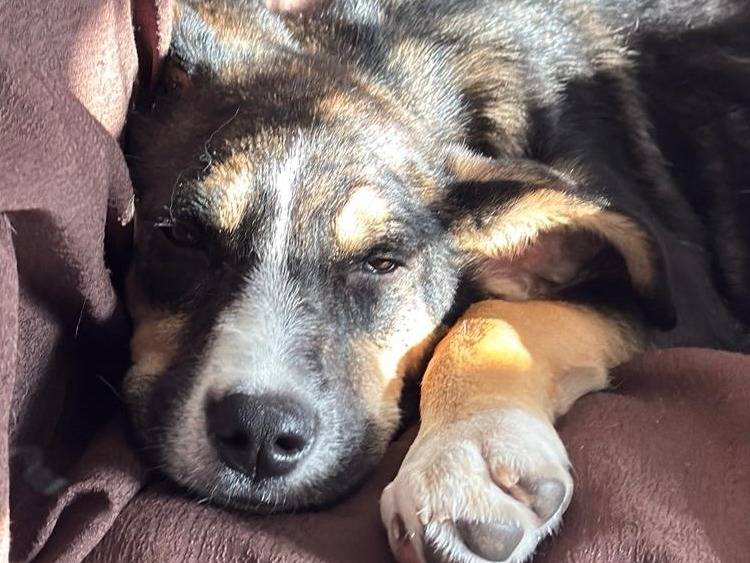 Adotta il cane Fuffly a Trapani