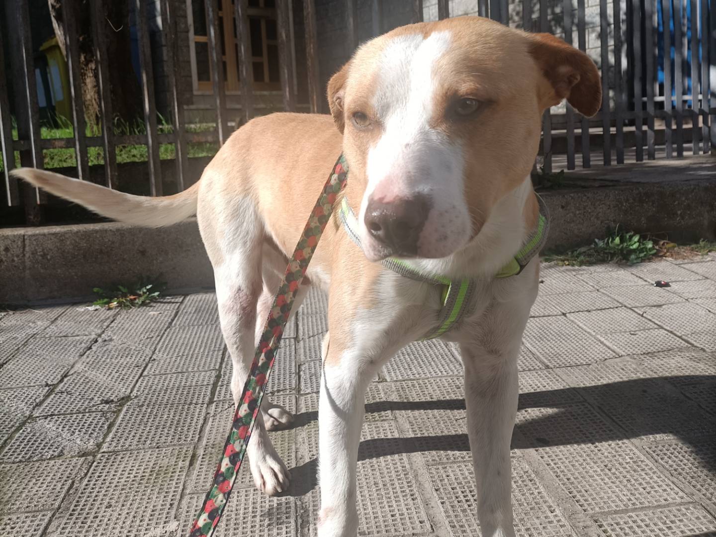 Vuoi adottare un cane a Potenza?