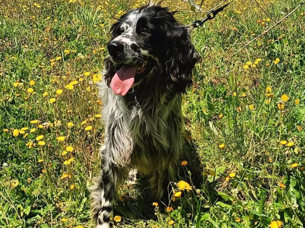 Adozione cane, maschio, Setter Inglese Razza sconosciuta, 4 anni e 10 mesi, taglia media, Potenza