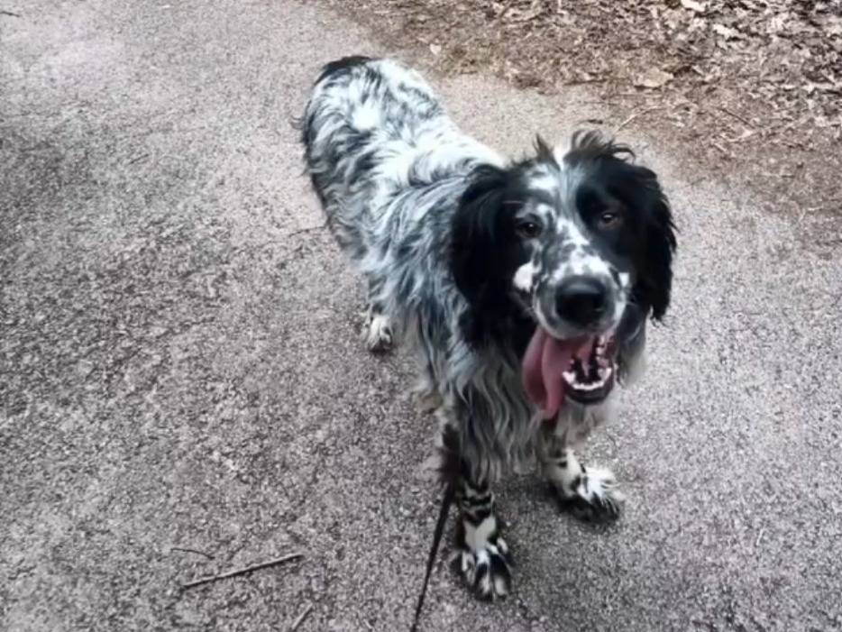 Adotta un cane, taglia media, maschio, Potenza