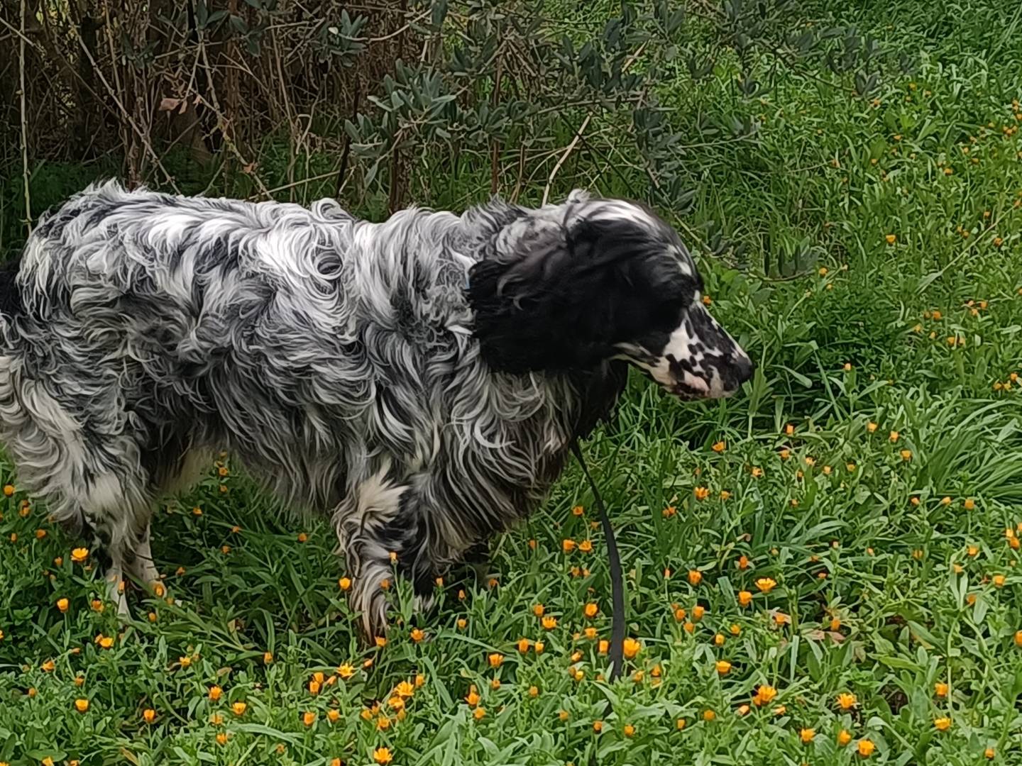 Vuoi adottare un cane a Potenza?