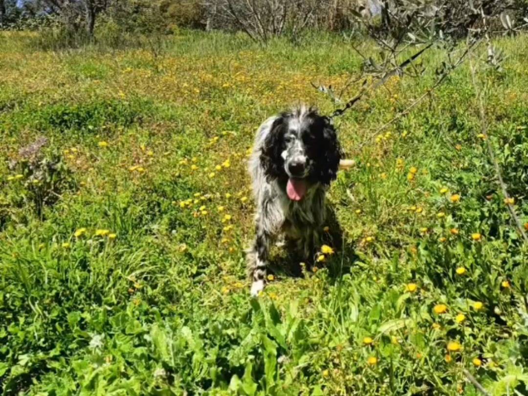 Adotta il cane Teo  a Potenza
